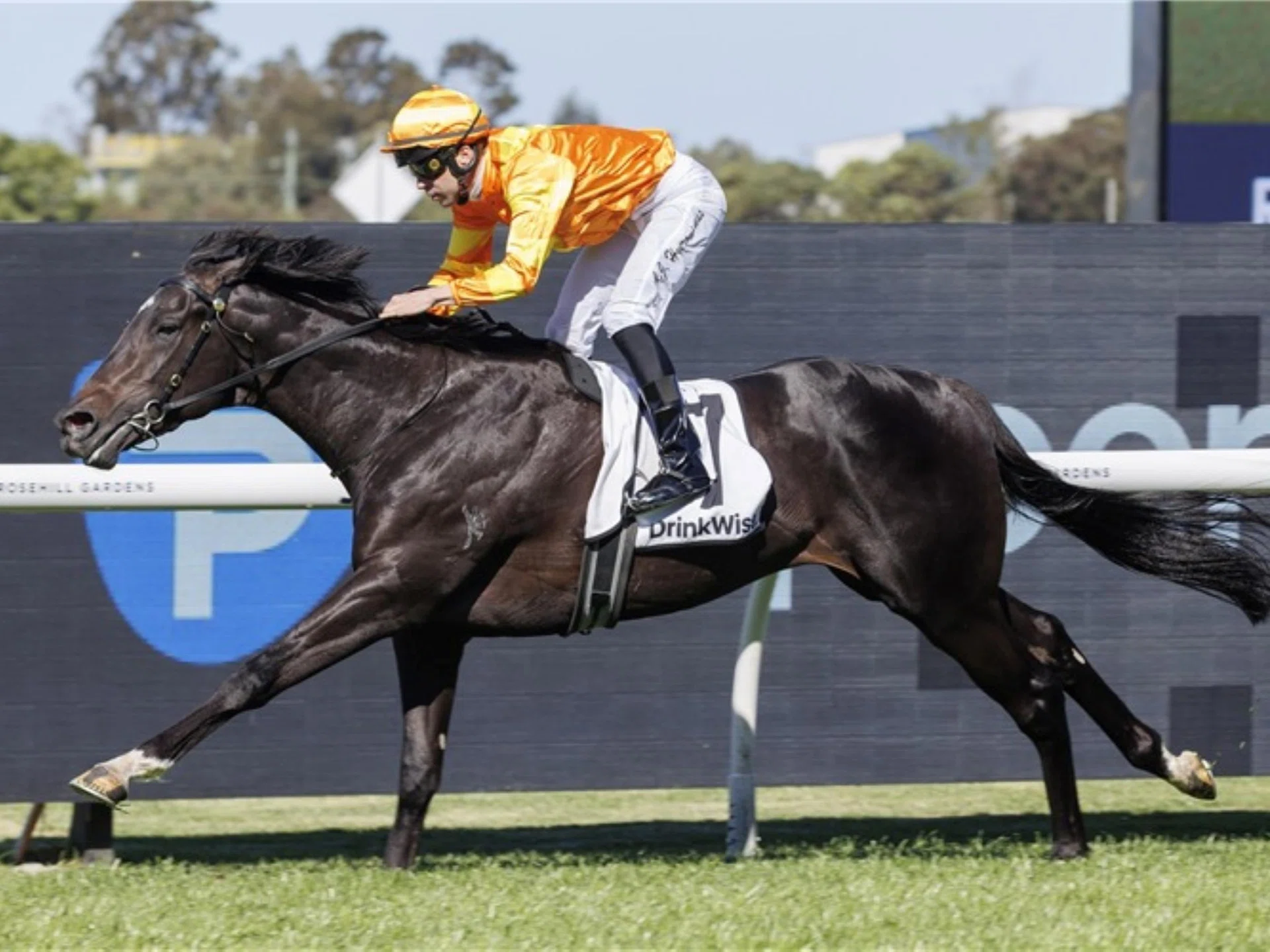 Shangri La Boy (Adam Hyeronimus) making every post a winning one in the Group 3 Gloaming Stakes (1,800m) at Rosehill Gardens on Oct 11.