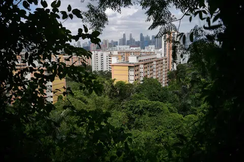 Singapore the No. 1 tree city