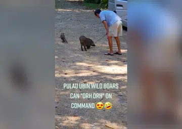 Wild boars ain't so wild on Pulau Ubin: Animals seen obeying man with stick in video