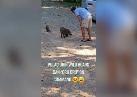 Wild boars ain't so wild on Pulau Ubin: Animals seen obeying man with stick in video