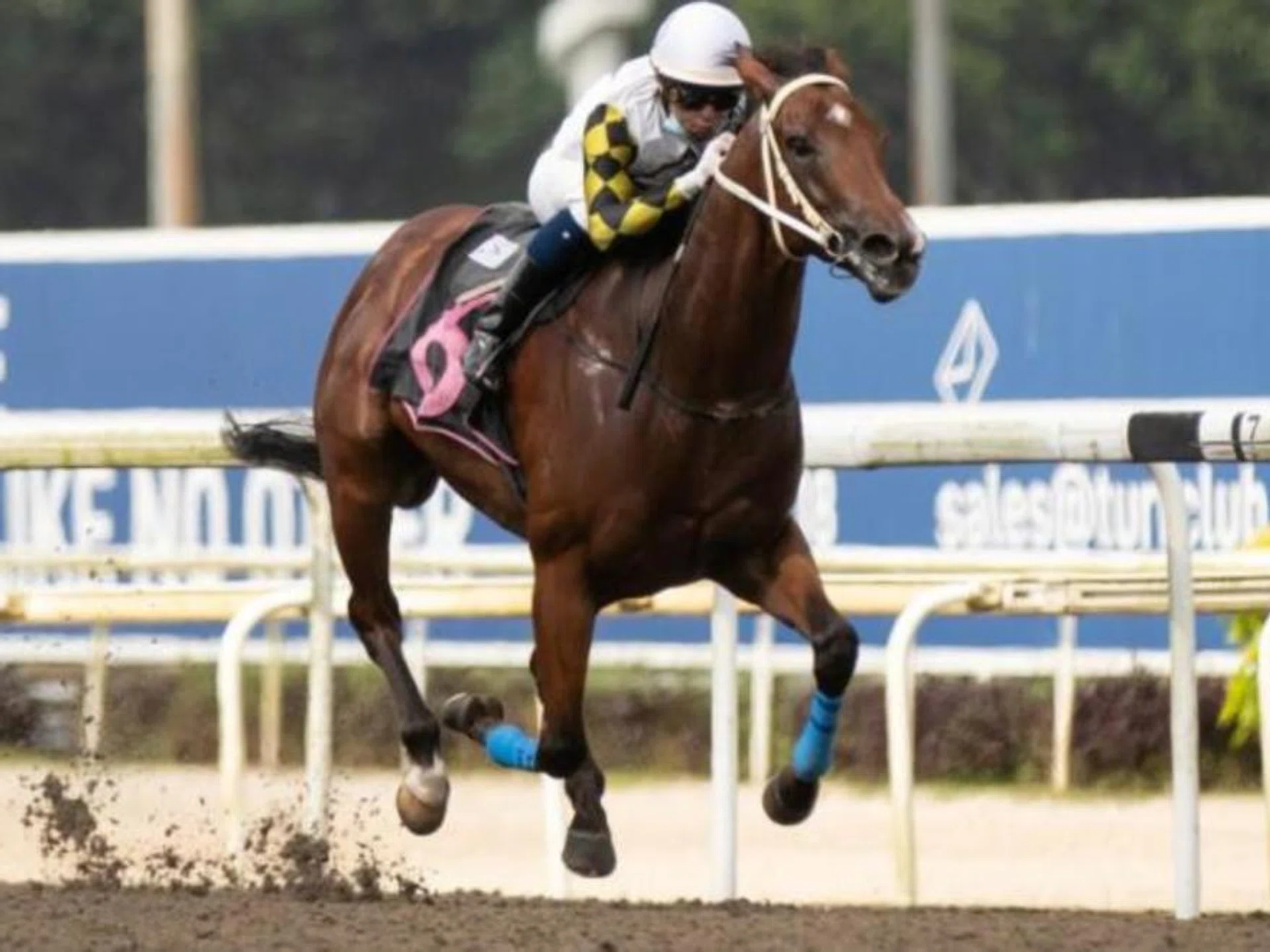Boy Xander (Manoel Nunes), then prepared by Jason Lim, recording his second career win at Kranji on April 9, 2022. He looks primed for a third win judging by his workout in Kuala Lumpur on Dec 10.
