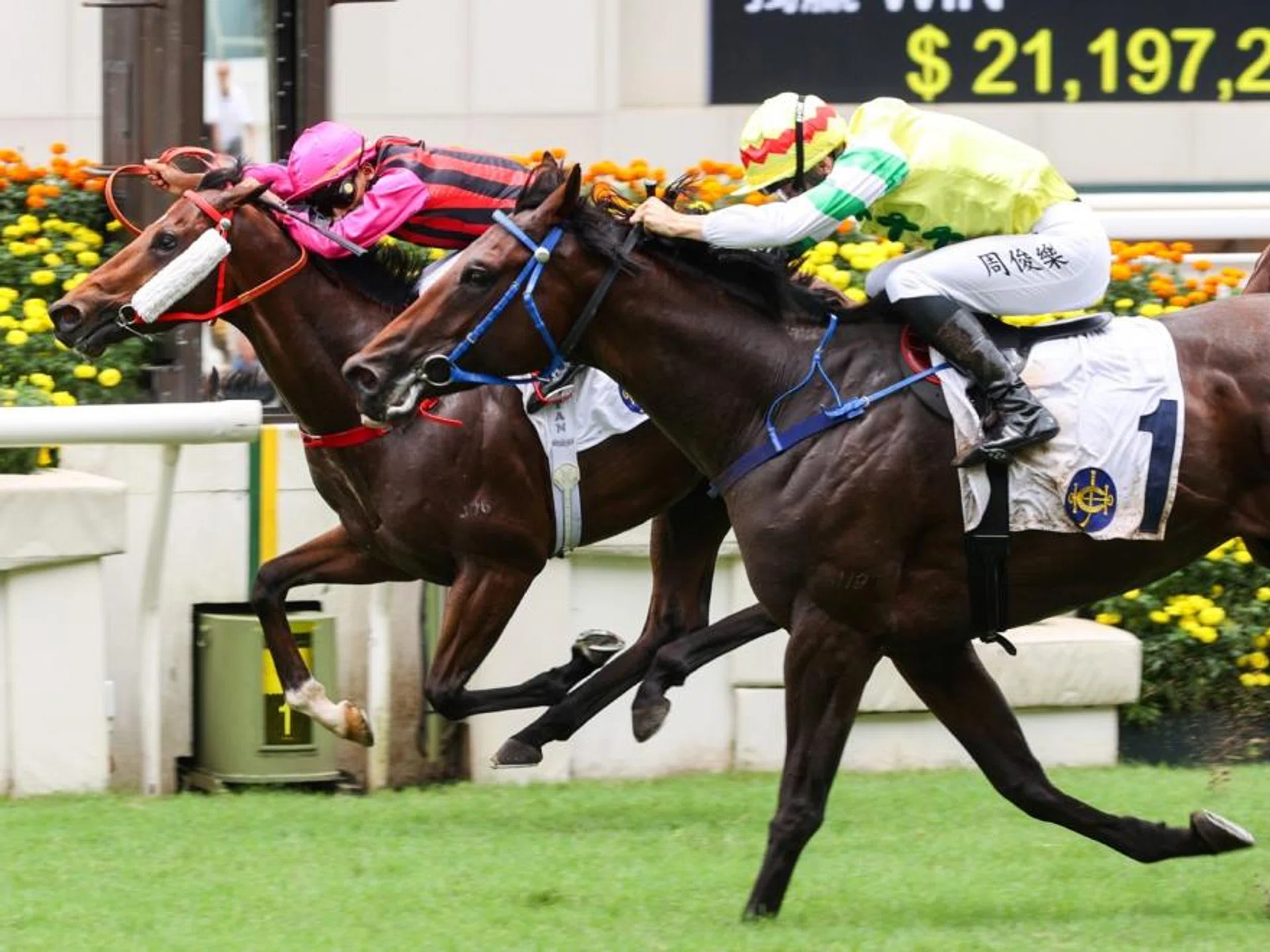 Thunder Blink (Jerry Chau, No. 1) beating Santorini (Karis Teetan) by a short head in a Griffin race (1,200m) at Sha Tin on May 26. The thrilling last-gasp win gave the Jimmy Ting-trained Irish-bred 3YO his second win in as many starts.