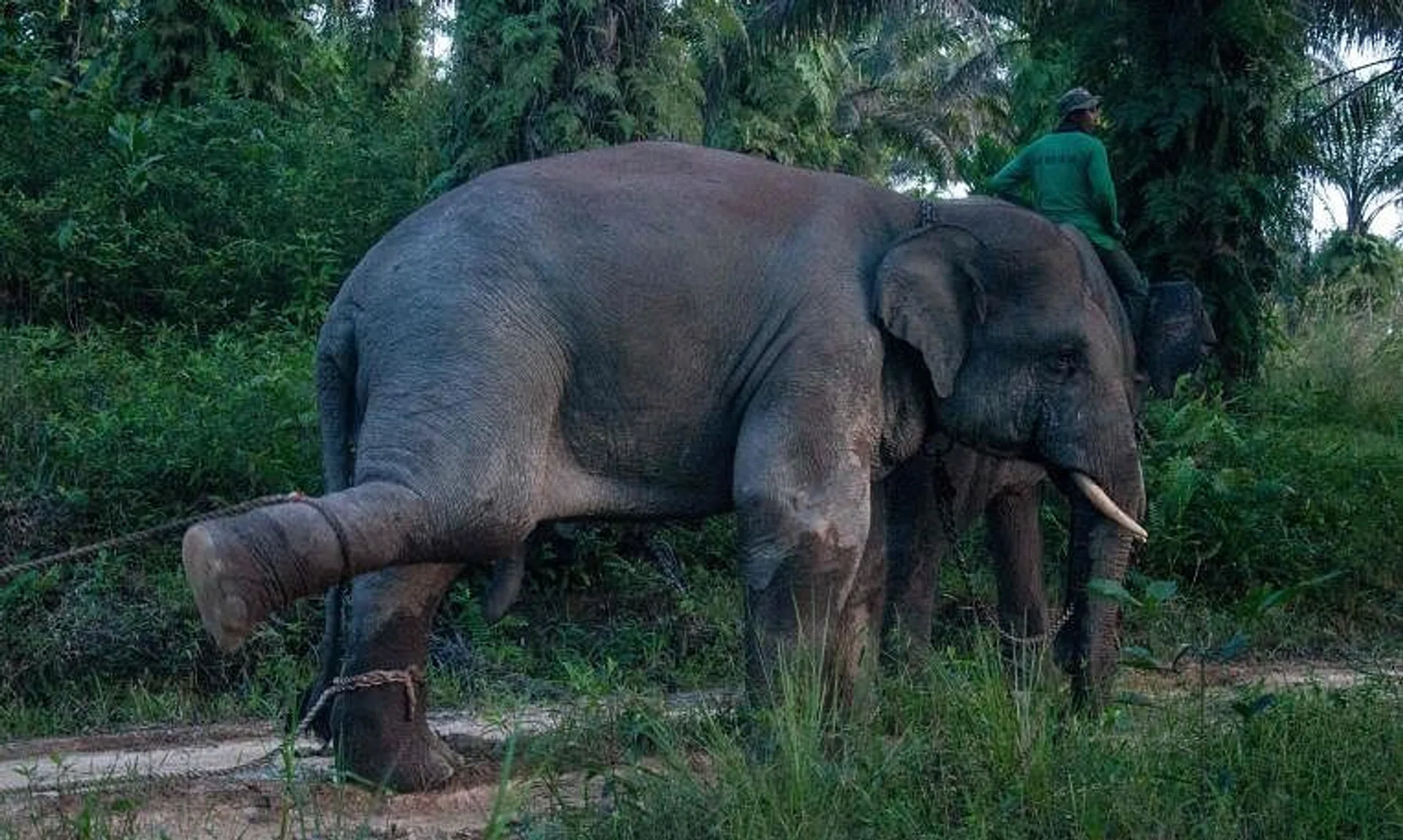 Thai wildlife officials say using elephants to beg for food and money violates several laws in Thailand.