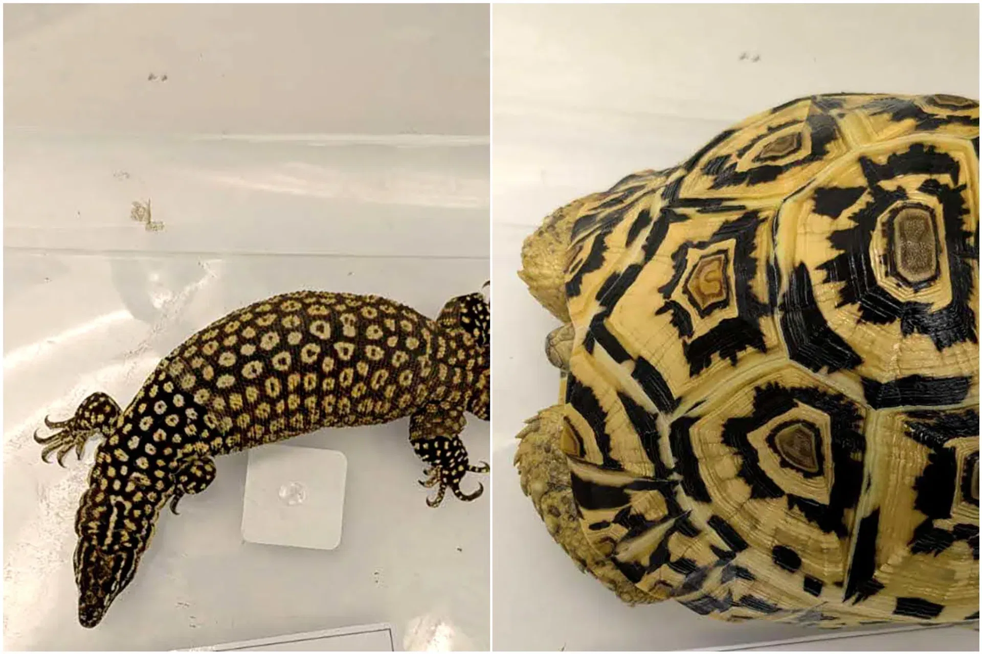 Among the animals seized are a spiny-tailed monitor lizard (left) and a leopard tortoise.