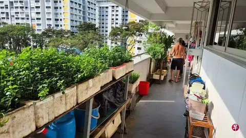 Neighbours raise stink over 'fertiliser' used in corridor garden