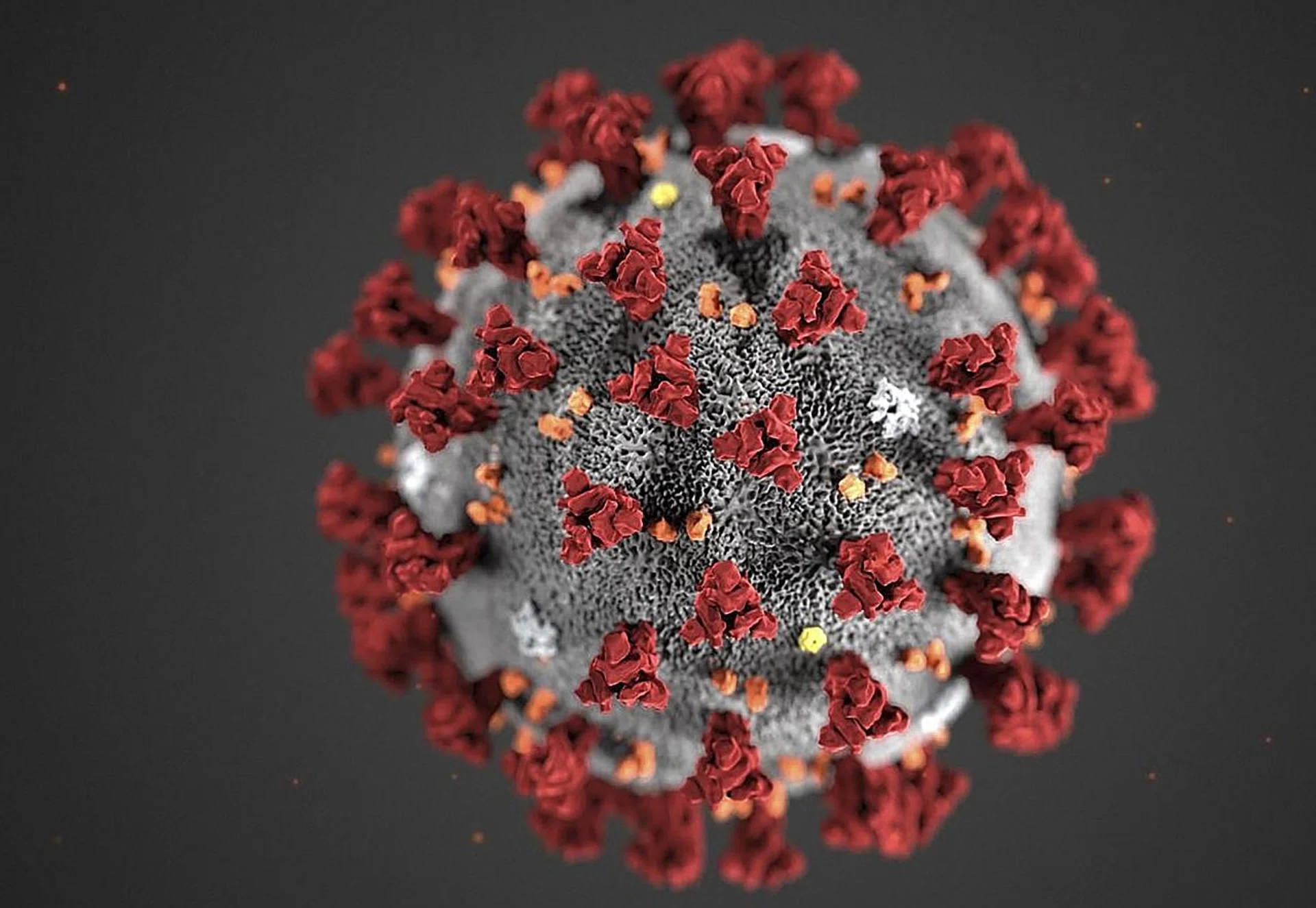 An illustration of a coronavirus. The partnership between the US Department of Health and Human Services and Regeneron will develop monoclonal antibodies to fight the infection. 