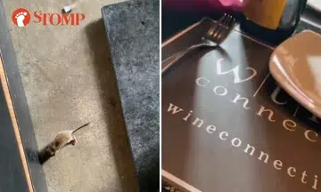 Rat spotted in Wine Connection bistro at Robertson Walk, staff scolds customer for taking video