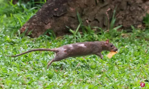 'We are terrified': Rat infestation in Hougang alarms residents