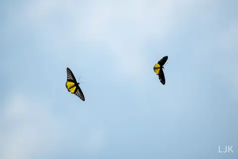 A Golden Birdwing flying behind a Common Birdwing at the Botanic Gardens.