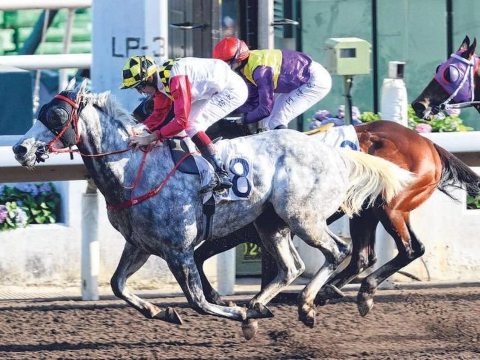 Reliable Profit (H. Bowman) making it three-wins-in-a-row in a Class 4 (1,800m) event at Sha Tin on Dec 1.