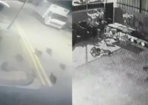 Otters devour koi after sneaking into Bedok temple and factories