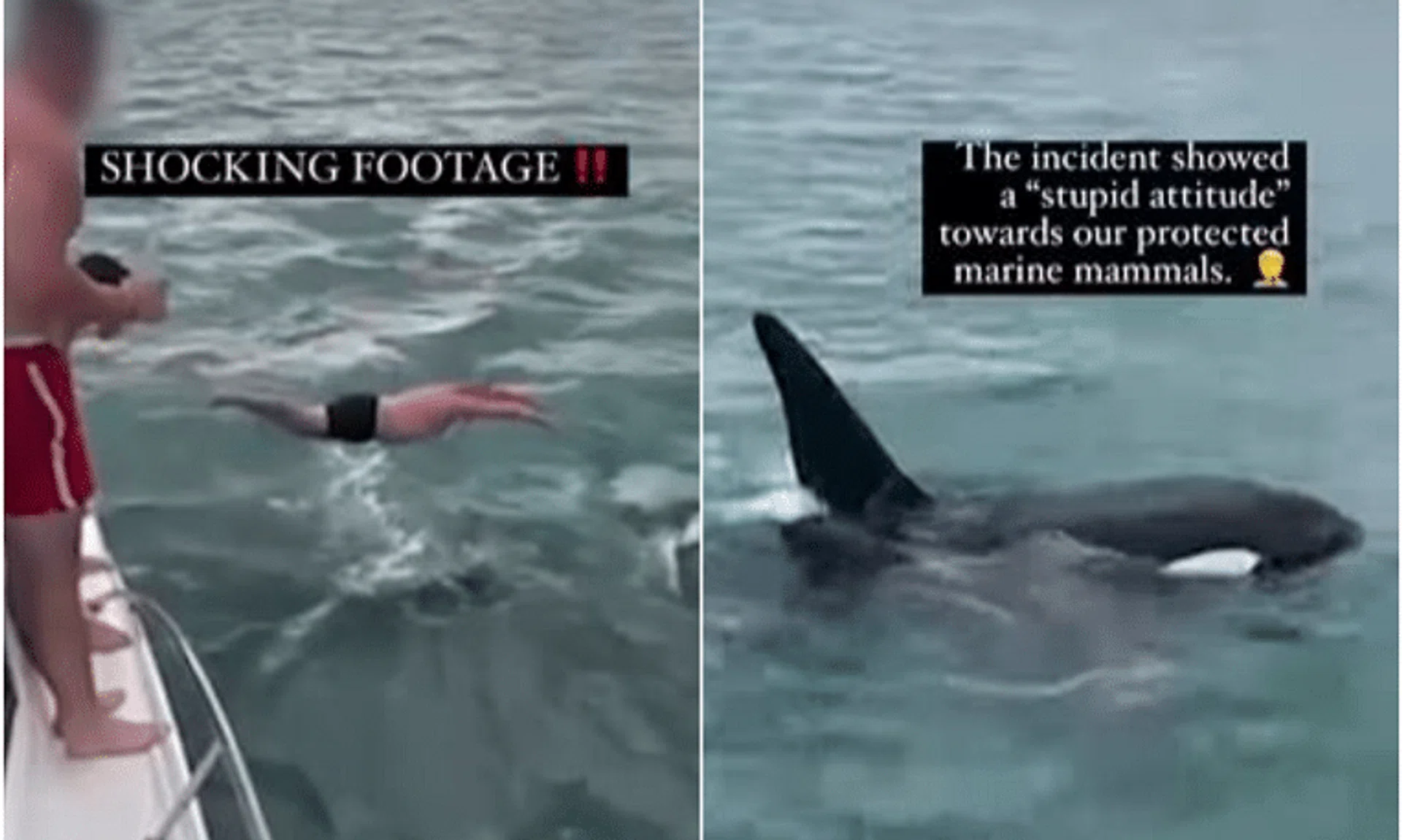 The man is shown leaping off a boat into the sea off the coast of Devonport, Auckland.