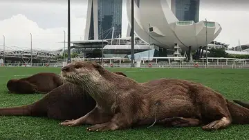 Bishan otter family mother found injured at Marina Bay