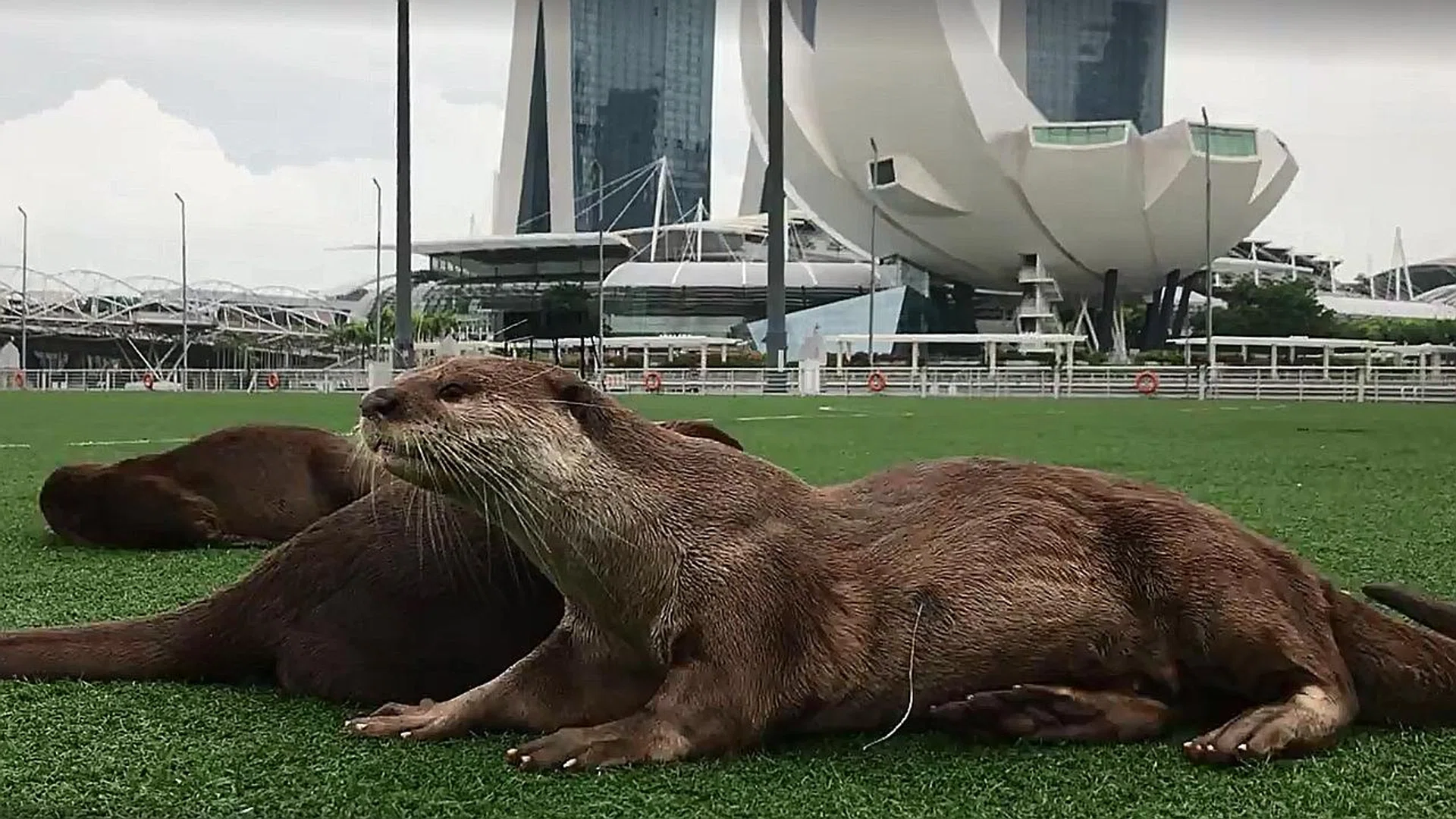 An otter with a fishing line and hook lodged in its body was spotted at the floating platform at Marina Bay. 