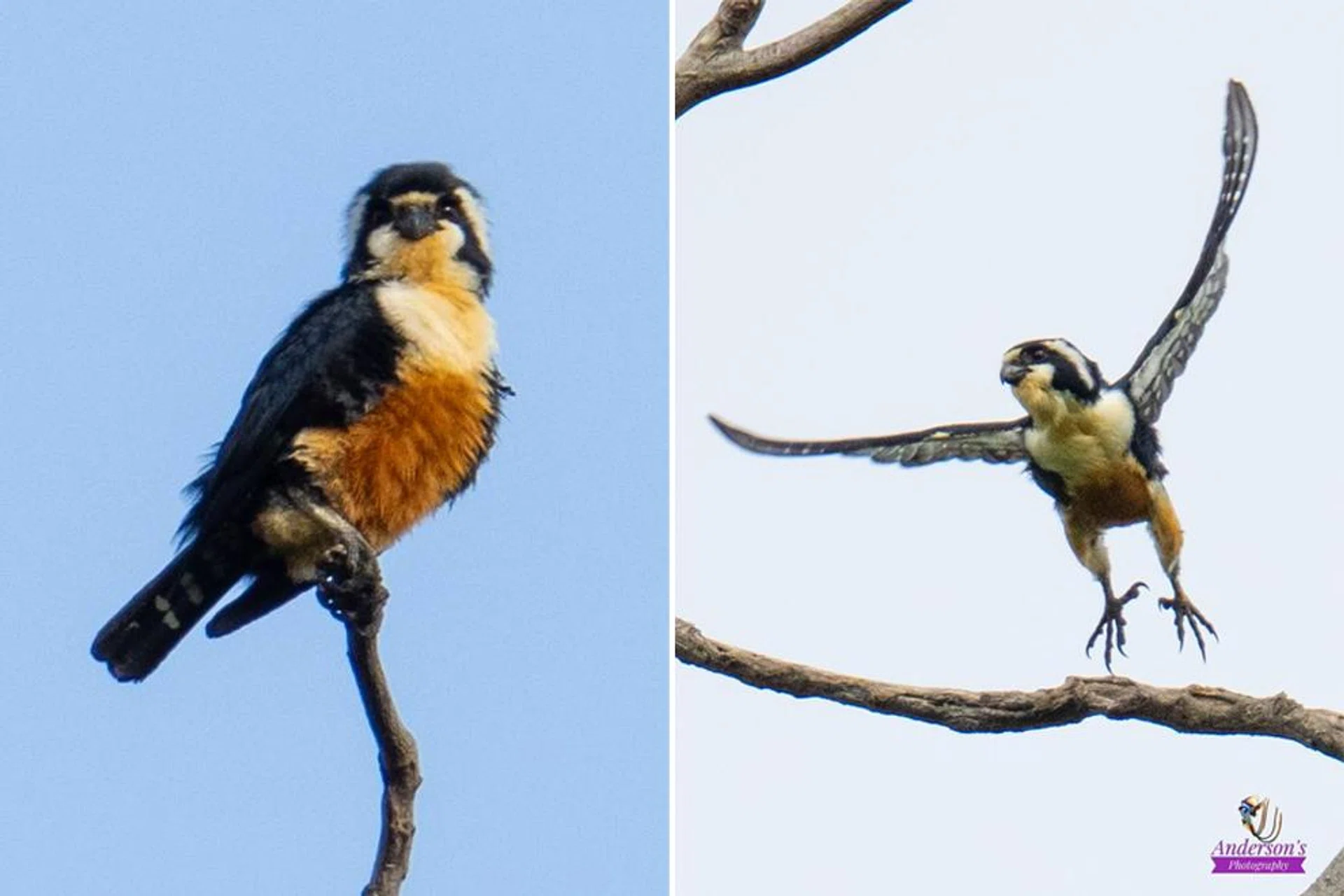 The black-thighed falconet was thought to be locally extinct, until sightings in 2021 surfaced.
