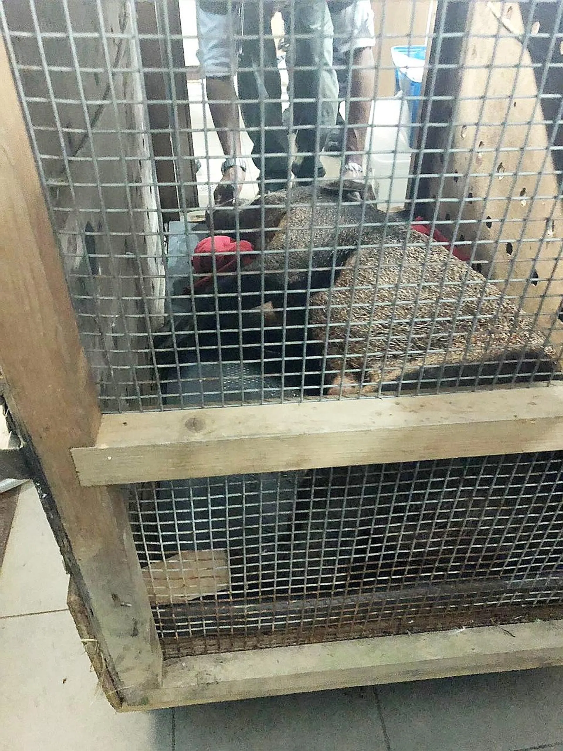 The wild boar was tranquillised and captured after it ran into a condominium. Animal Concerns Research and Education Society (Acres) personnel later relocated the boar to the Lorong Halus area.  