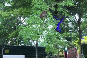 Monkey business at Punggol Settlement concerns shop owners