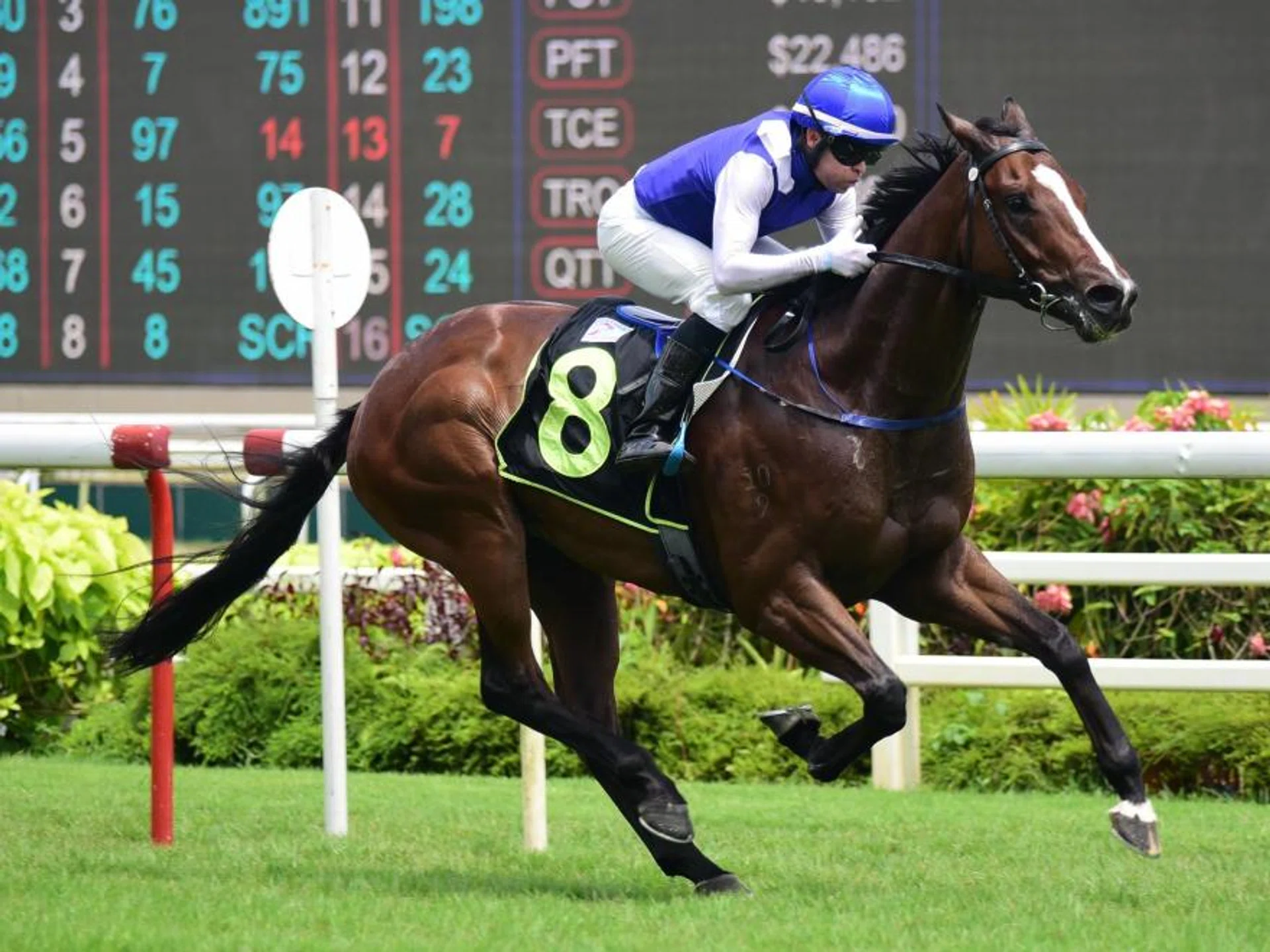 Trainer Steven Burridge remains upbeat that Makin can beat the horror draw in the Group 1 Grand Singapore Gold Cup (2,000m) on Oct 5.


