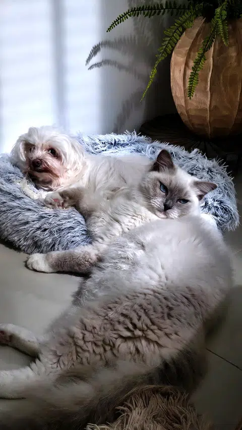 Local host-actress Michelle Chia and her husband, Mr Jackson Chen, with their fur kids - Tasha (left), a mini maltese, and Marshal, a ragdoll cat.