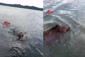 Wild boar caught on video travelling between Singapore and Malaysia rather swimmingly