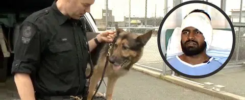 Singaporean student has ear bitten off by Canadian police dog during chase