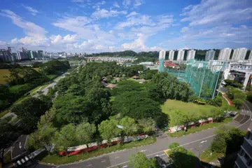 Young forest in Bukit Batok to be cleared for housing; study proposes retaining some vegetation
