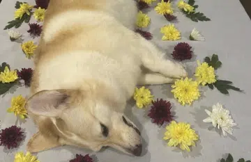 Grooming salon ceases operations following death of corgi