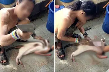 Man in Malaysia arrested for allegedly skinning cat
