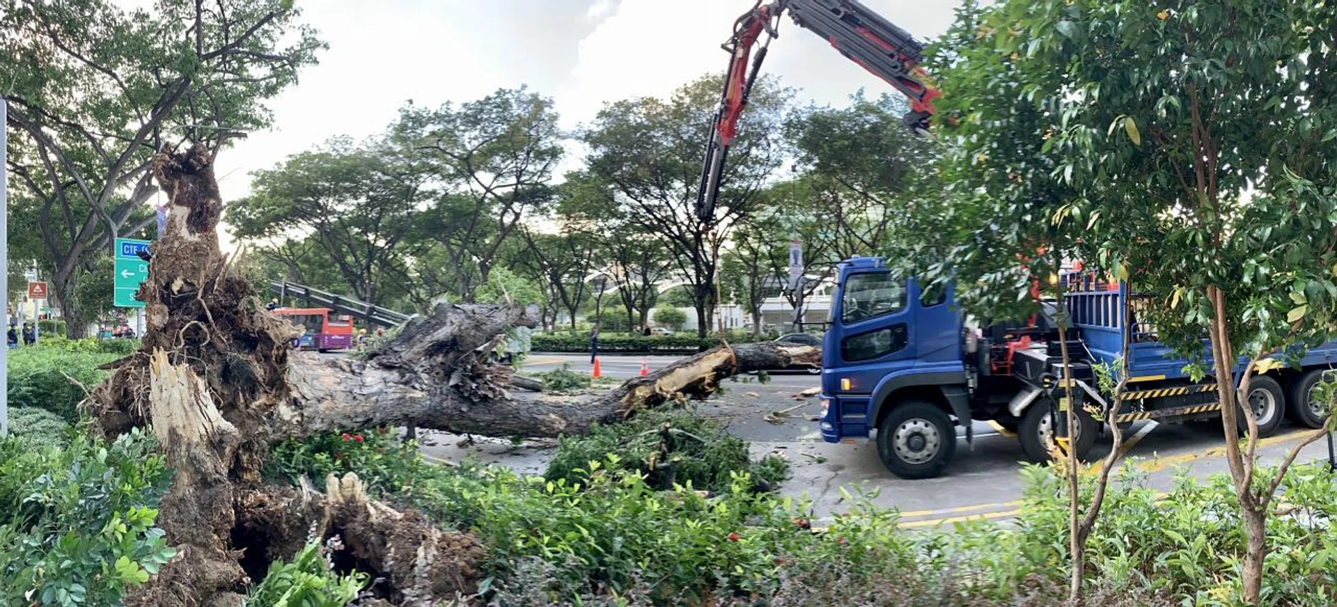 The fallen tree took about three hours to clear from the road. 