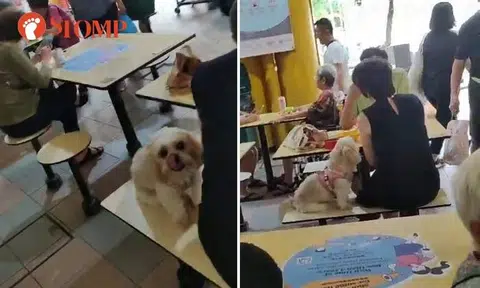 Couple let dog sit with them for breakfast in Bukit Ho Swee hawker centre
