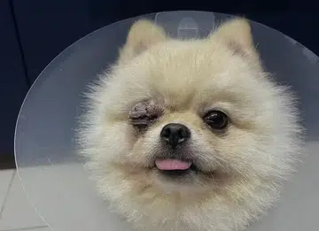 Dog loses eye after owner's friend allegedly put it under someone else's watch