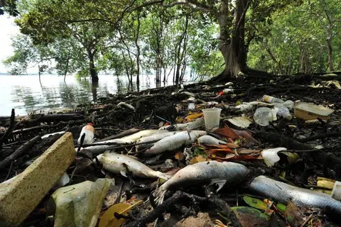 Dead fish at Lim Chu Kang Jetty