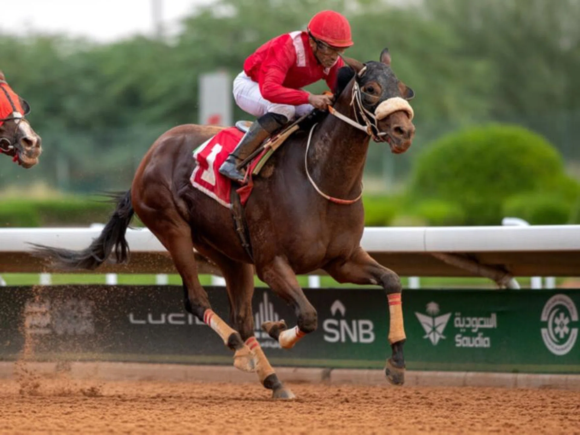 Mahroot (Abdullah Alawfi) recording a strong win for trainer Abdullah Al Kahtani in a Local Bred Horses race (1,200m) on dirt at his last start at the King Abdulaziz track in Riyadh on Nov 1. The Frozen Power five-year-old will attempt to go back-to-back in the Local Bred Horses Open race (1,200m) in Riyadh on Dec 5.


