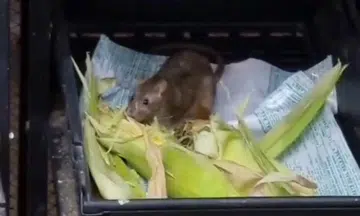 No rat infestation at Hougang Avenue 8, says AMK Town Council
