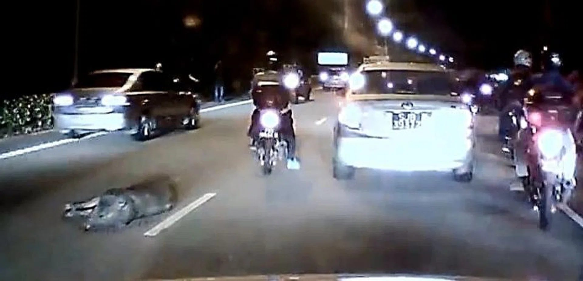 ONLINE: (Above) Motorists put up videos and photos of the dead boar. 