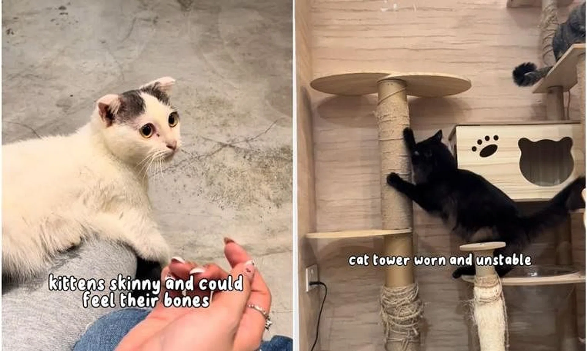 The Society for the Prevention of Cruelty to Animals said it had already received several reports on the neglect of cats at I Love Cat Cafe.