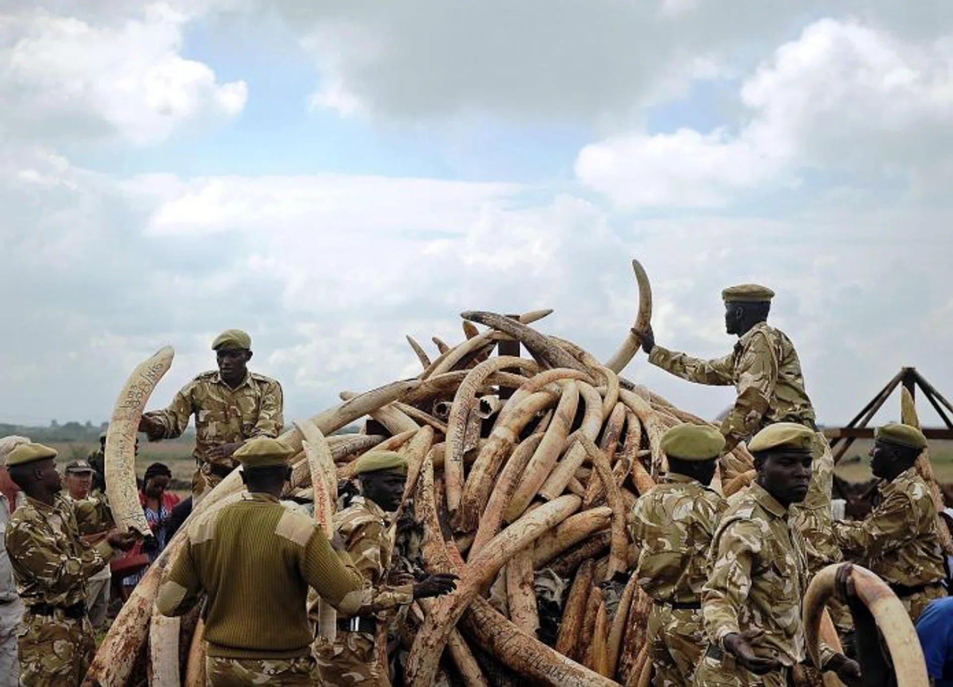 CONFISCATED: Kenyan rangers piling up confiscated elephant ivory for burning.