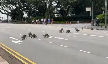 Concern for family of otters at Istana reflects gotong royong spirit here