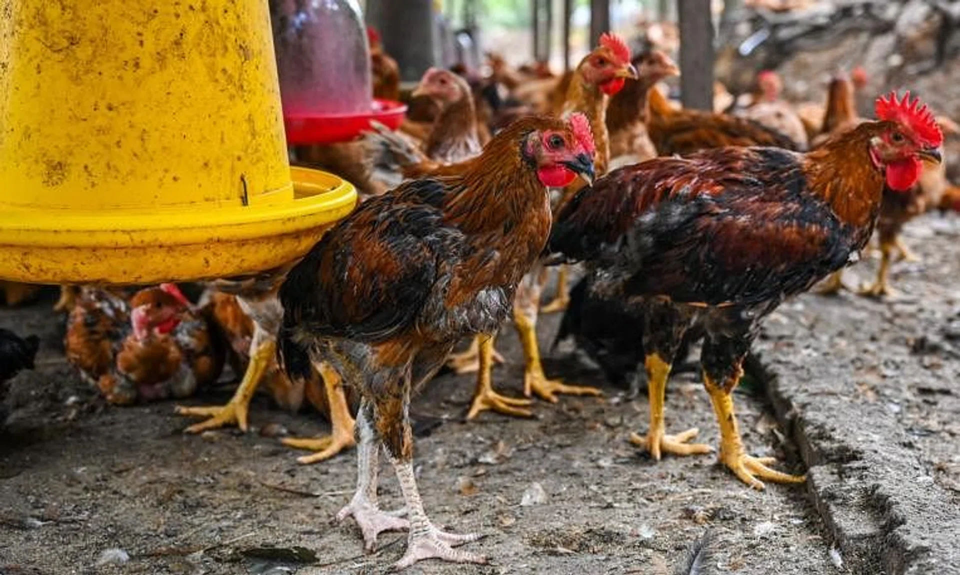 The government imposed a ceiling price of RM8.90 (S$2.80) per kg of chicken, under a price control scheme in force between Feb 5 and June 5.