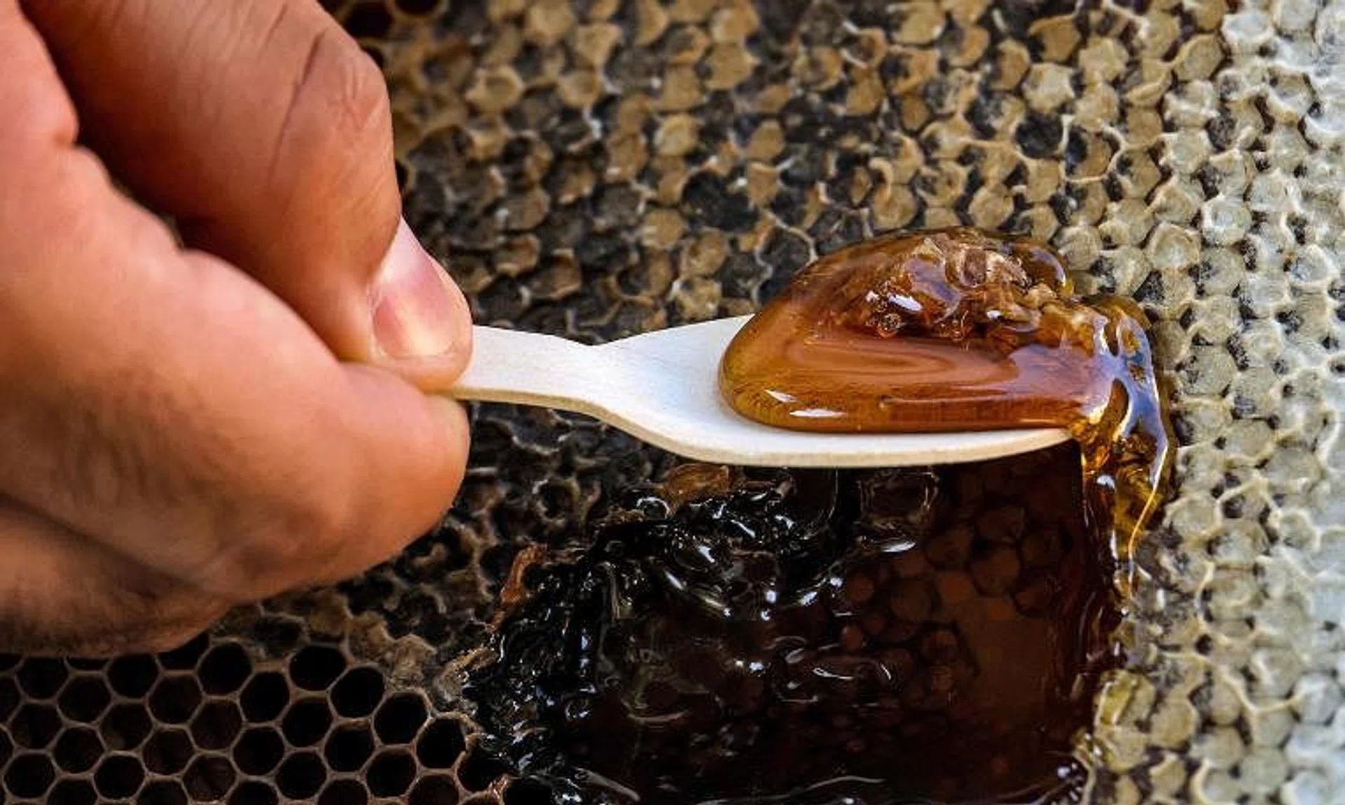 Honey from stingless bees, also known as kelulut in Malay, had a uniquely sweet and sour taste with a flowery or fruity aroma. 