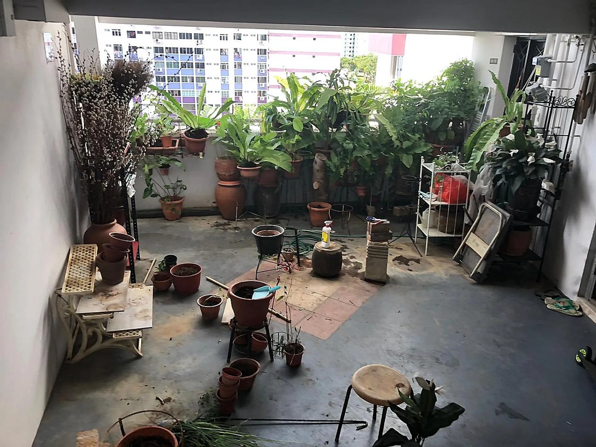 (Above) The corridor after more than 30 potted plants were removed.