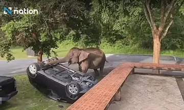Playful mother elephant flips parked SUV in Khao Yai for fun