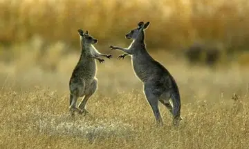 Kangaroo meat from Australia currently the only wild-caught meat product allowed in Singapore