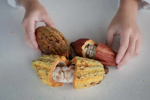 Chocolatier Janice Wong with her cacao pods from cacao trees cultivated in Singapore at her studio at Supertree Observatory on Aug 30, 2024.