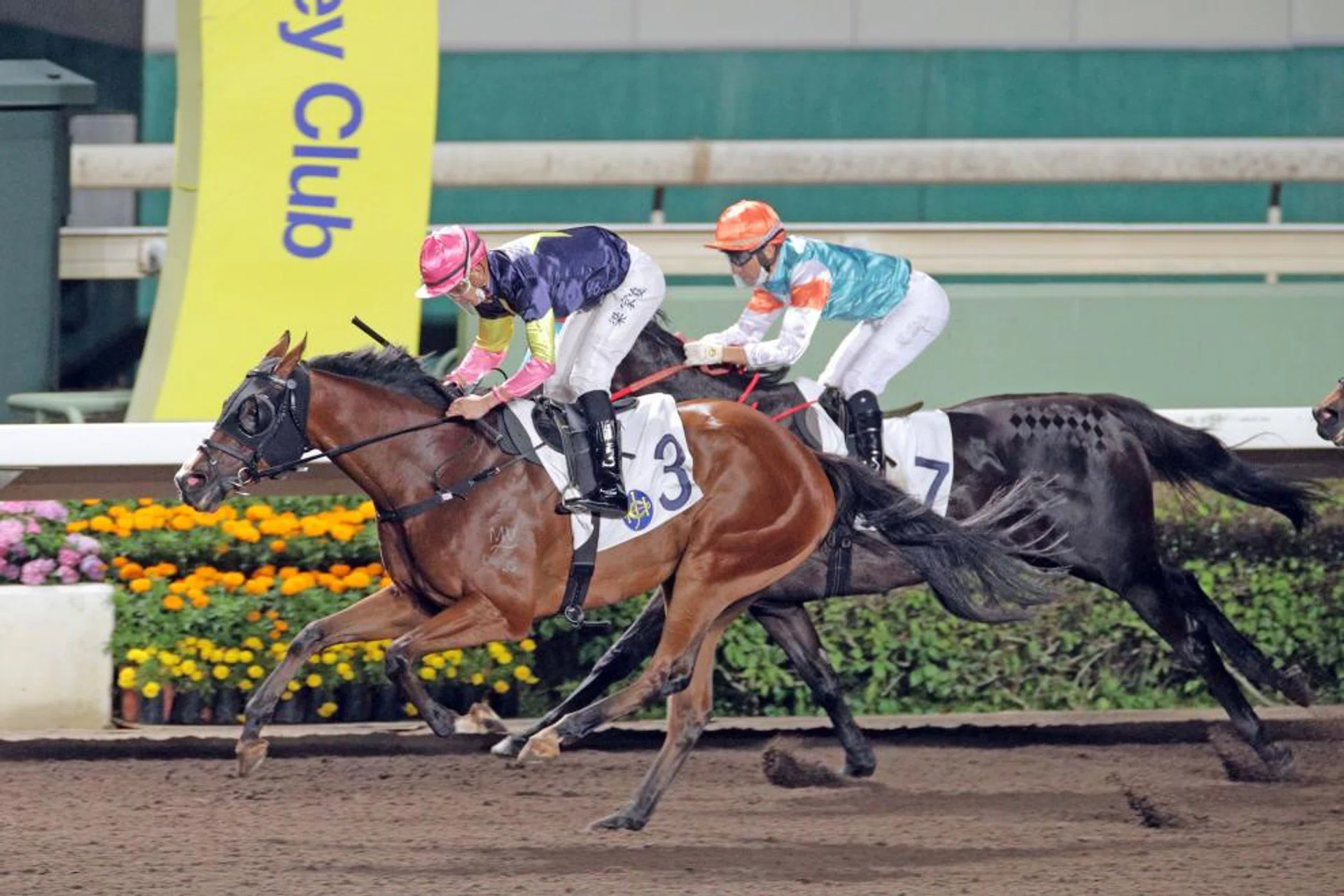 Apache Pass, a three-time winner on the dirt at Sha Tin, is trialling well and can bounce back to the winning list in Race 2 on Jan 24. He is prepared by leading trainer Pierre Ng.
