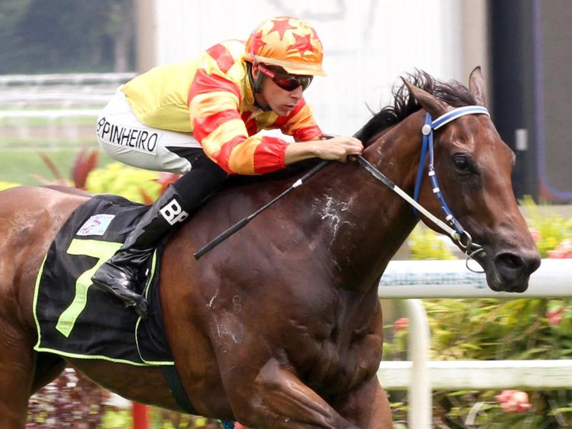 Kungfu Hero (Bernardo Pinheiro) making a winning debut at Kranji on Oct 14, 2023. He stepped out at Sha Tin on June 2 under his new name, Young Superstar, and made his first Hong Kong start a triumphant one.
