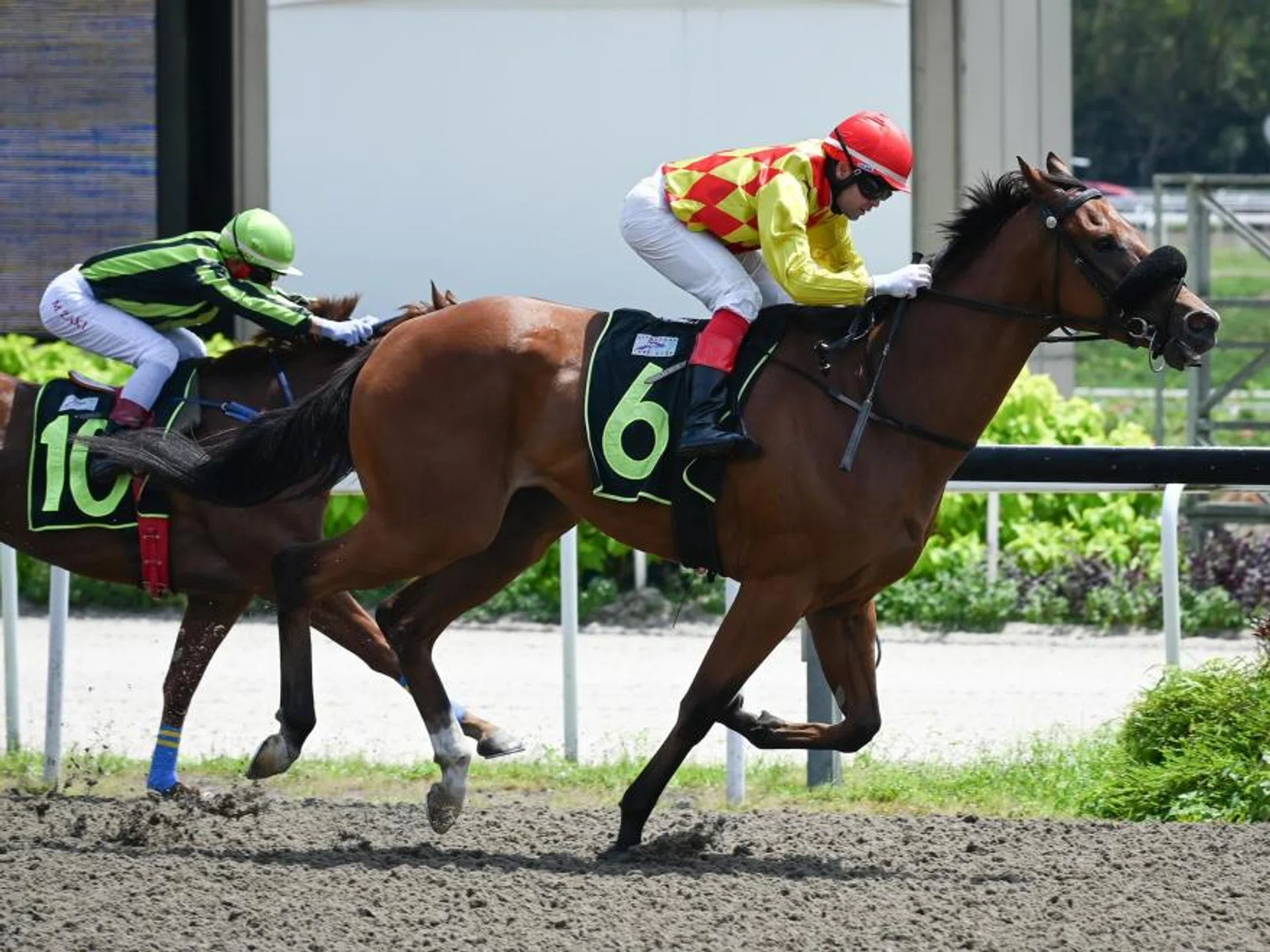 The Tim Fitzsimmons- trained $8 favourite Royal Commission (Manoel Nunes) scoring a convincing victory over Blackbuck (Mohd Zaki) in the $20,000 Open Maiden race over the Polytrack 1,000m at Kranji on Feb 3.

