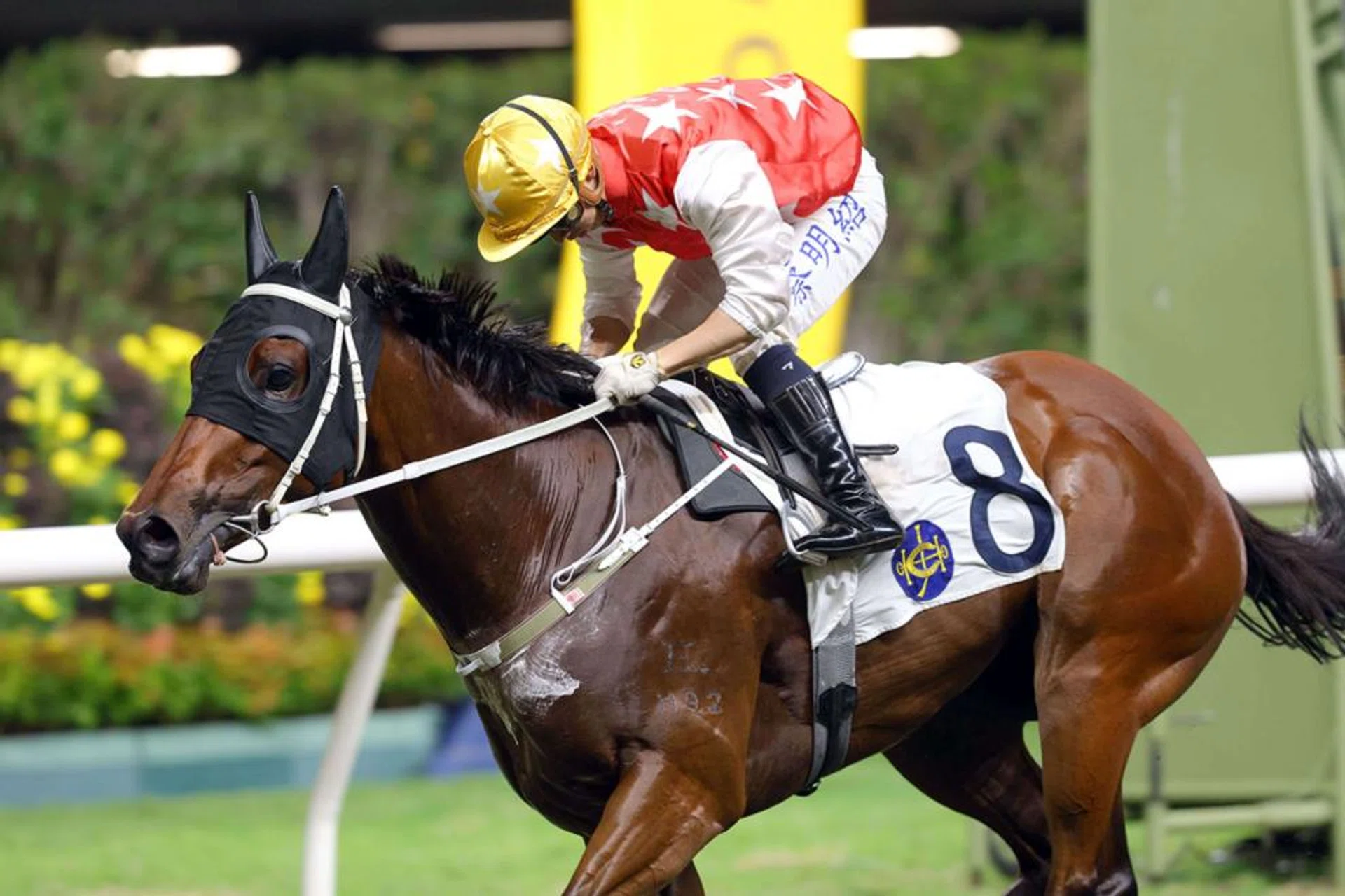 Superb Capitalist is gunning for a hat-trick and may be hard to catch in Race 7 at Happy Valley racecourse on June 26. The Tony Cruz-trained gelding will have last-start partner Matthew Chadwick in the saddle once more.