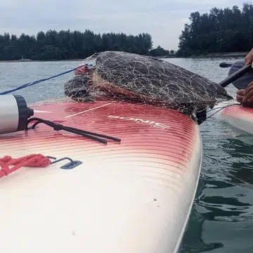Endangered sea turtle trapped in gill net rescued by paddlers