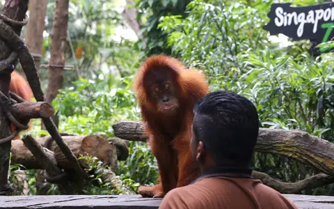 Singapore Zoo unveils iconic orangutan's granddaughter as the new Ah Meng
